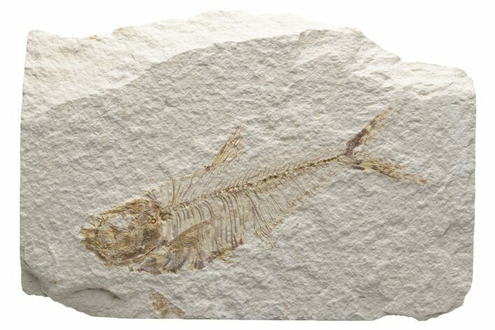 Fossil Fish (Diplomystus) - Green River Formation #224670